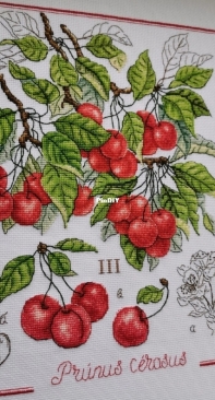 My cherry
