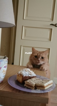 Cat Peach