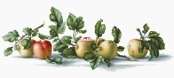 Luca-S B2265 - Apples