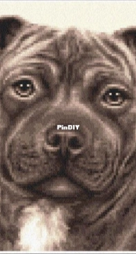 Le Crocette di Rea - American Staffordshire Terrier