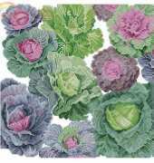 Cabbages Pillow by Donna Vermillion Giampa from Just Cross Stitch February 2003 XSD