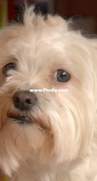 White dog