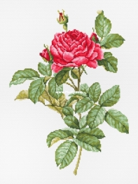 Luca-S Free 2021 - Red Rose XSD