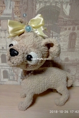 Little dog