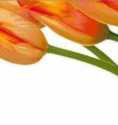 I Love Cross Stitch BB-001 5 Tulips