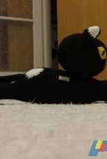 black cat