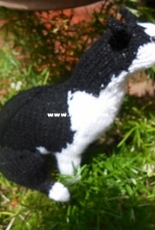 Black and white cat sitting
