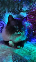 My handsome cat