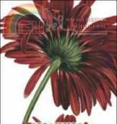 Haukun H-196 - Armonie in Rosso XSD