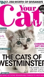 Your Cat - November 2020