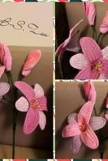 Amarillis