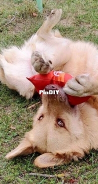 My sisters dog enjoying his new toy :D