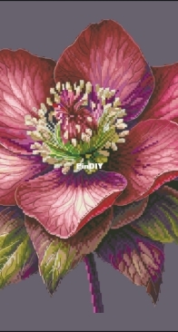 Lenten Rose by Anastasiia Yermakova SAGA