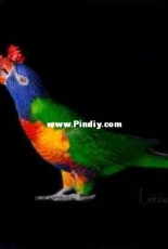 Rainbow lorikeet
