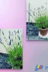 Back yard Lavender