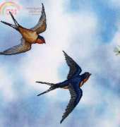 Crossed Wing Collection No.55 - Barn Swallows