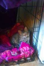My kitten