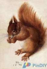 Scarlet Quince HOF001 Red Squirrel