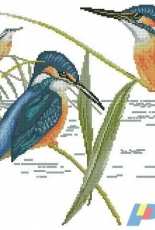 La Grand Livre des Oiseaux au point de croix (from the collection John Gould) -> 028 Indian Kingfishers