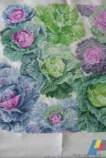 Cabbage Pillow