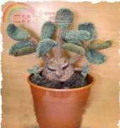 Phoenixknits: Mandrake Plant Knit Toys