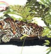DMC K4097 - Rarest of the Rare - Margay