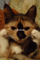 cat Wafer