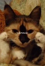 cat Wafer