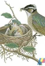 La Grand Livre des Oiseaux au point de croix (from the collection John Gould) -> 008 Chinese  Bulbul