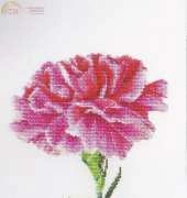 Thea Gouverneur - 467 - Carnation pink