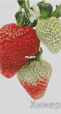 Chimera - Strawberry Stories-2