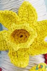 Kath Webber - Daffodil - Free