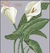 Calla Aeltropica