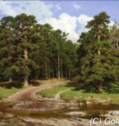 Golden Kite GK 1537 Pine Forest (Small)