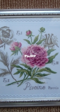DFEA etude botanique Pivoine