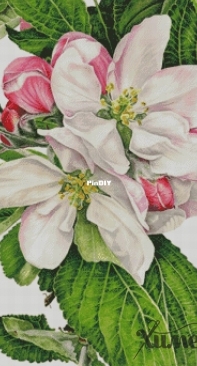 Chimera - Apple Blossom