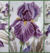 Iris
