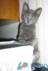 Siba the grey