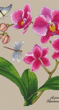 Phalaenopsis - Moth Orchid by Alena Koshkina