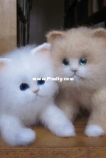 fluffy kittens