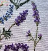 Variétés lavandes, Lucas creation,