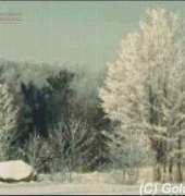 Golden Kite GK 357 Winter
