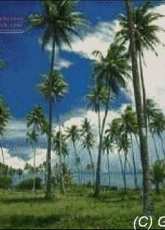 Golden Kite 341 Tropical Island