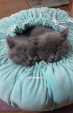 sleeping