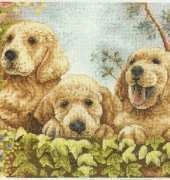 Anchor PCE 933 - Puppies