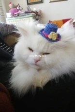 Hat for cat