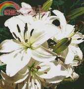 Artecy Cross Stitch - White Lilies photo