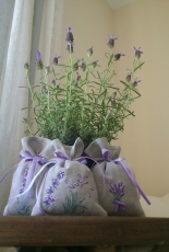 Lavender