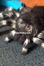 Spider Jora