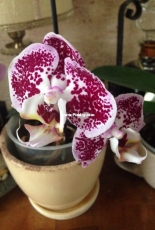 My blooming orchids!